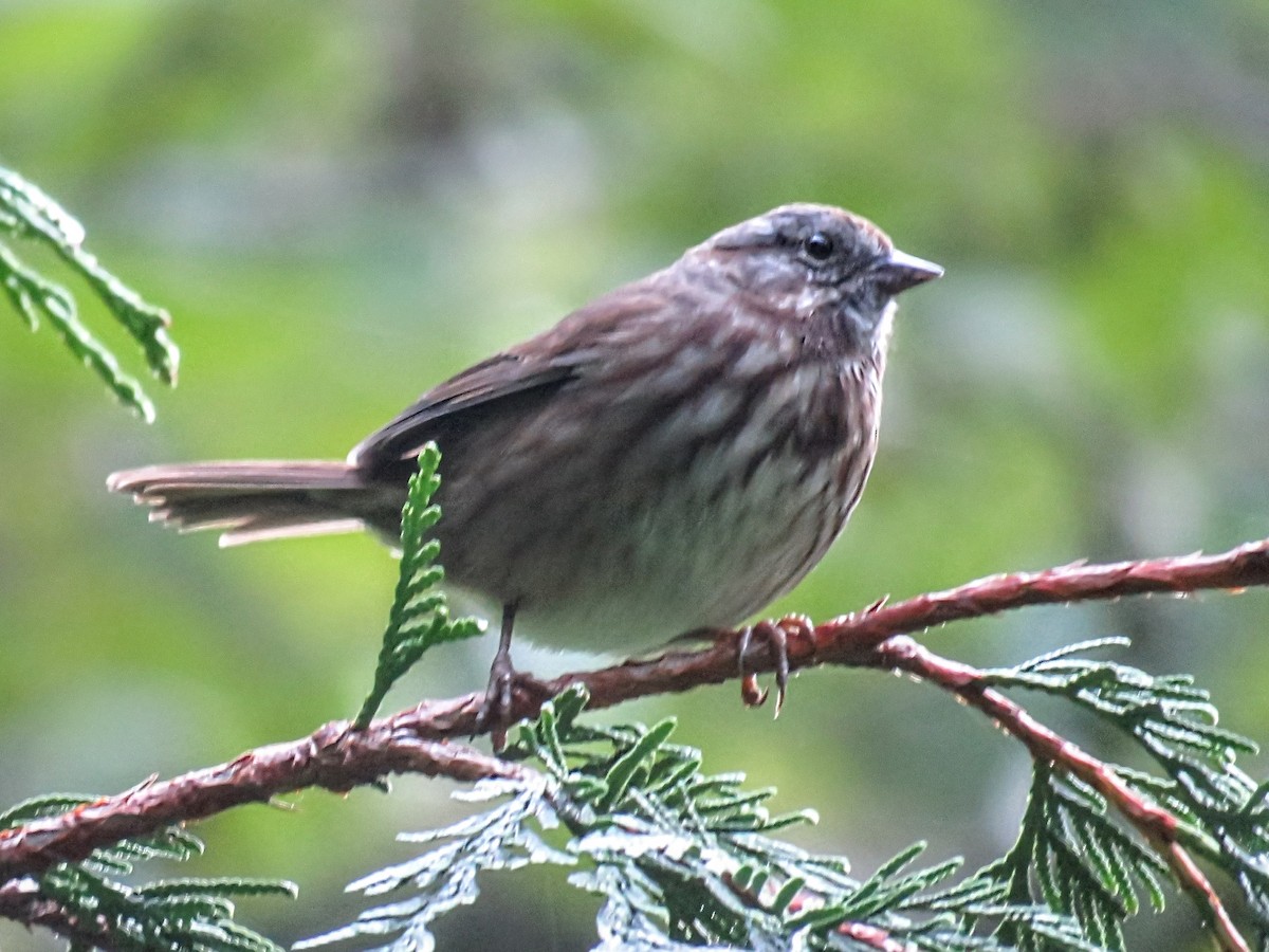 Пасовка співоча [група rufina] - ML646674765
