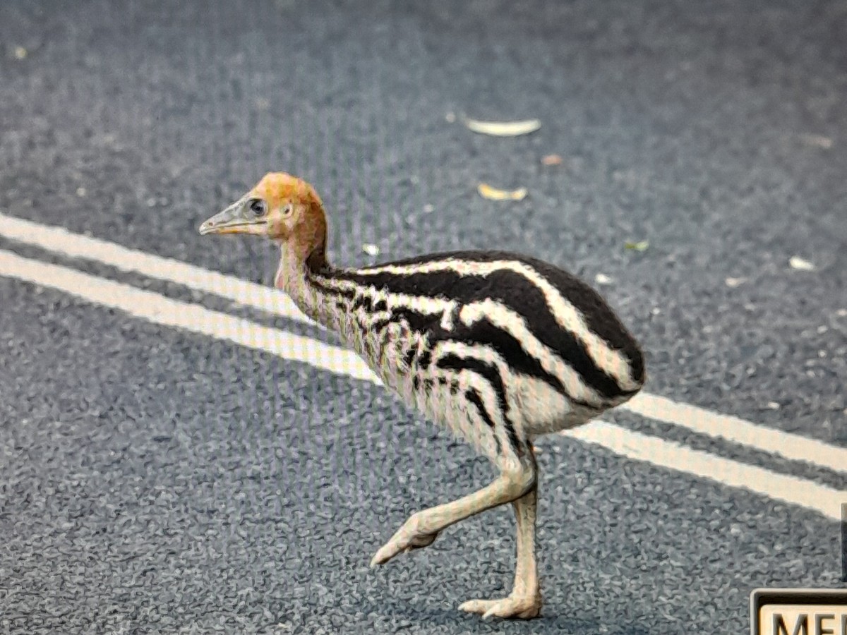 Southern Cassowary - ML646674770