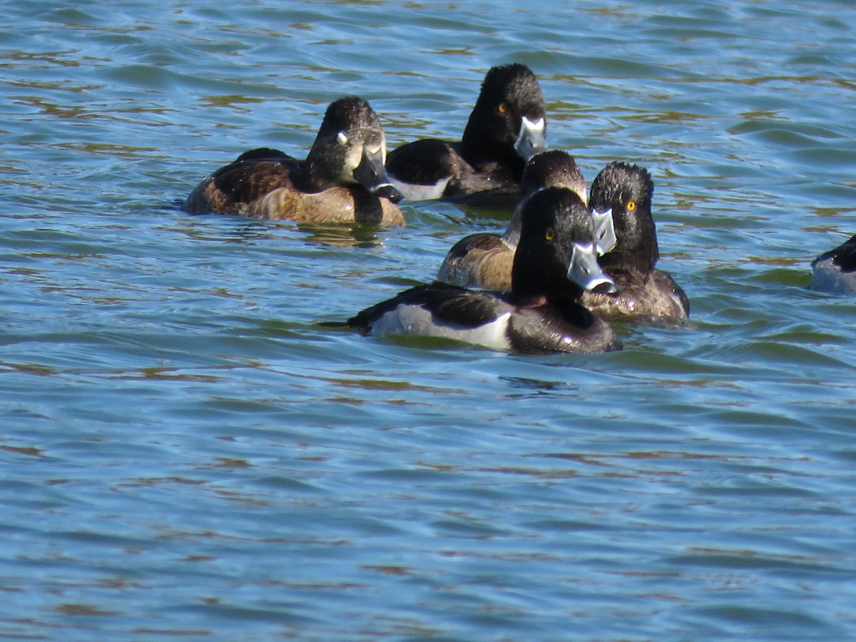 Чернь канадська - ML646674773