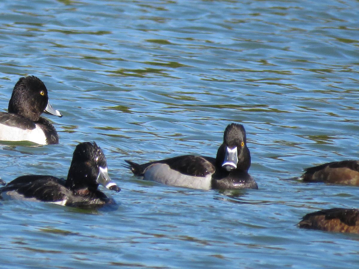 Чернь канадська - ML646674774