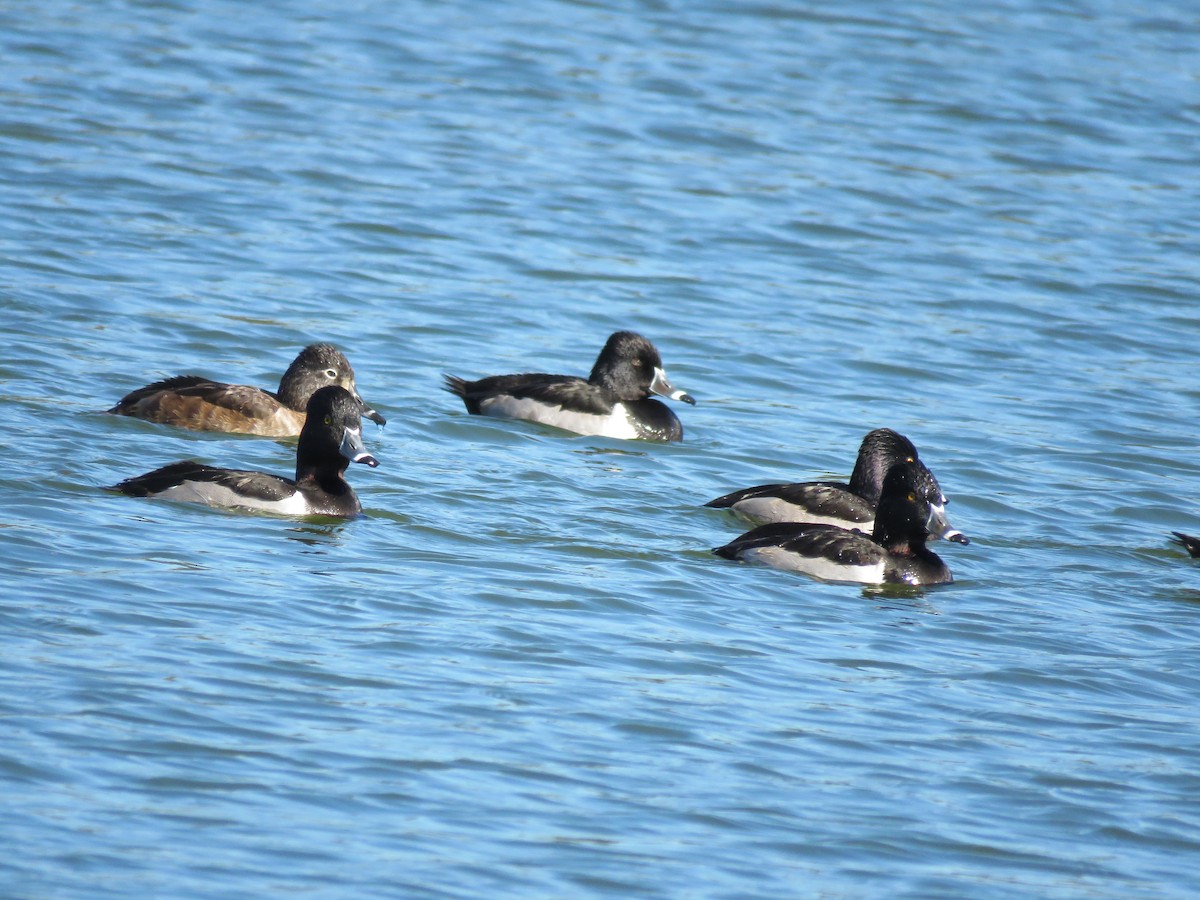 Чернь канадська - ML646674775