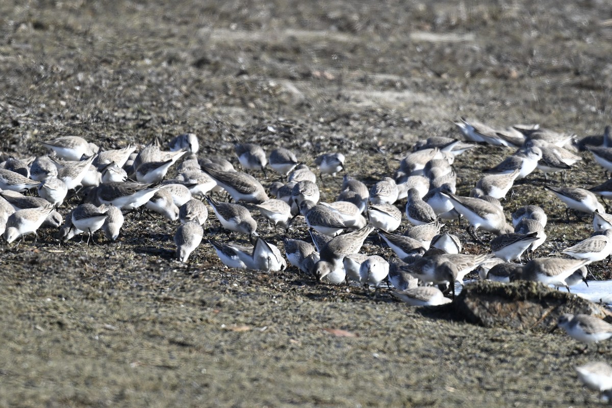 Gambecchio dell'Alaska - ML646674778