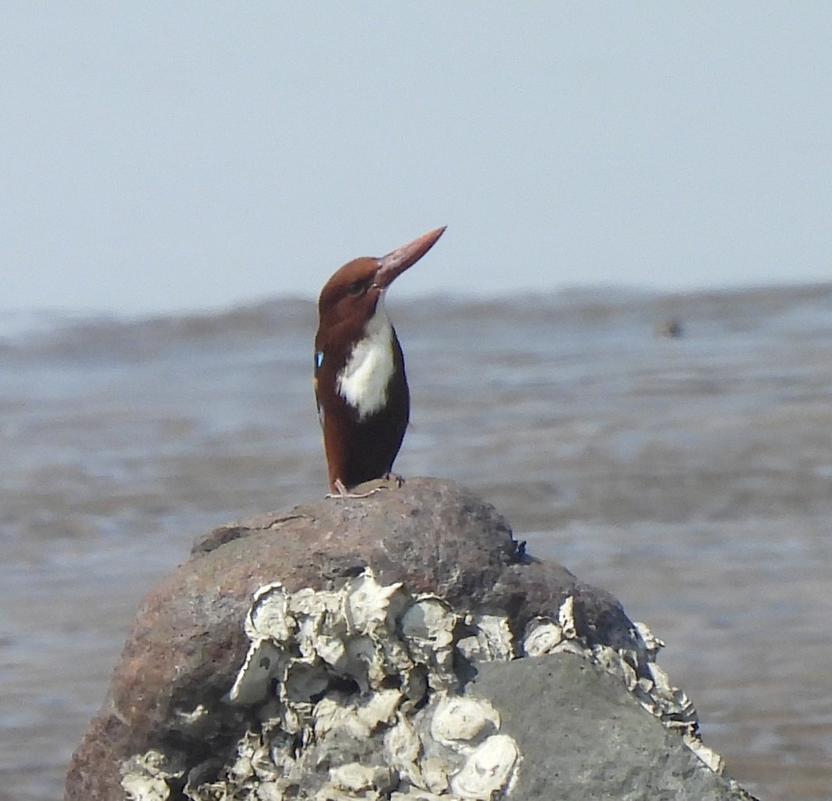 White-throated Kingfisher - ML646674781