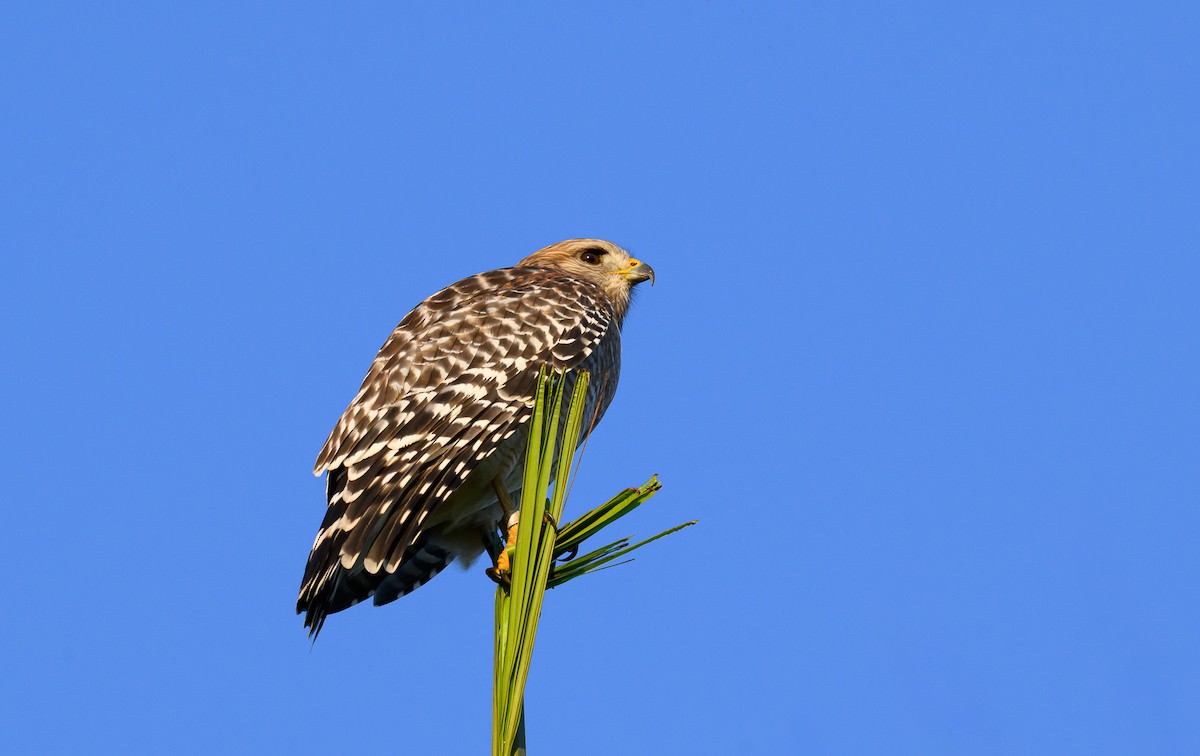 Red-shouldered Hawk - ML646674782