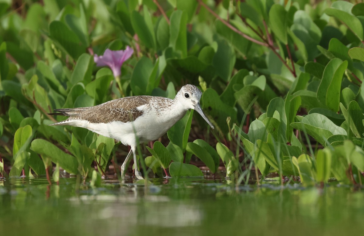 Common Greenshank - ML646674784
