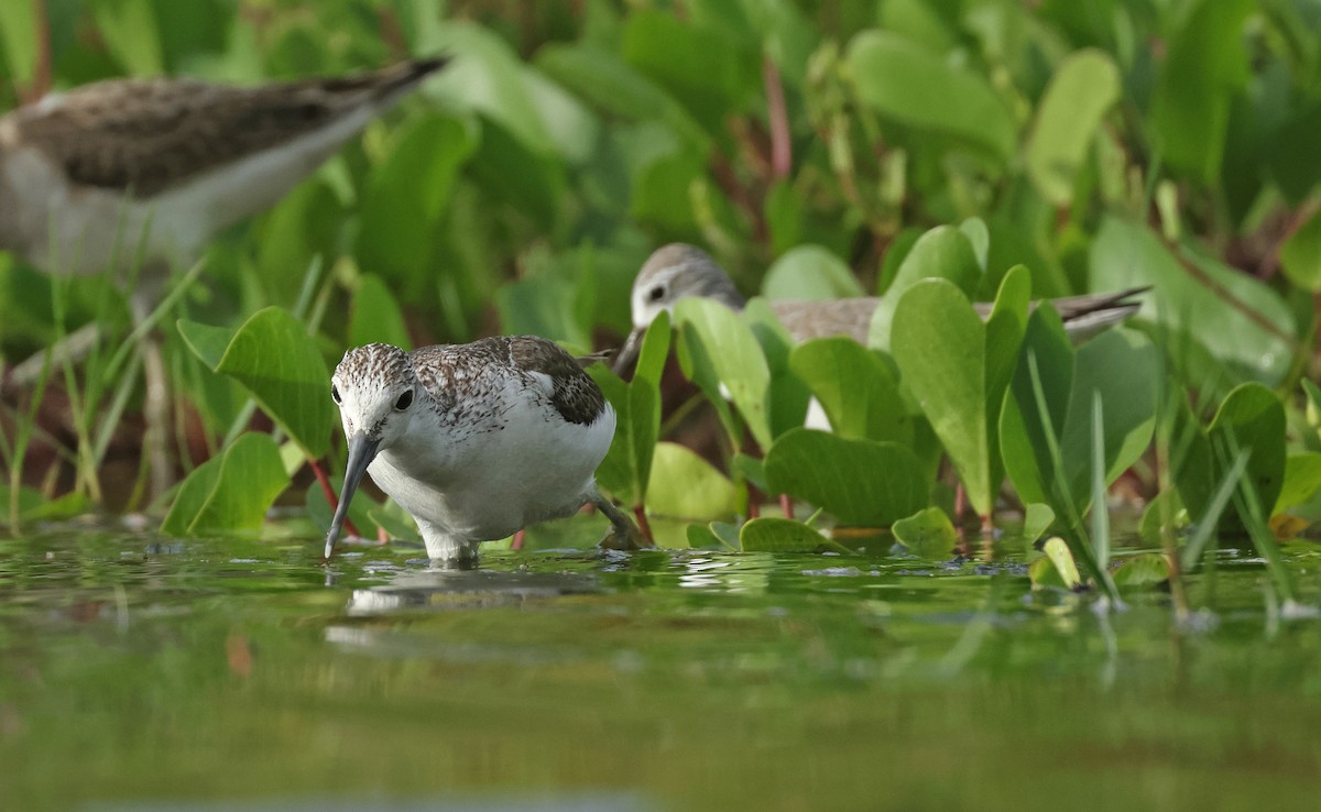 Common Greenshank - ML646674786