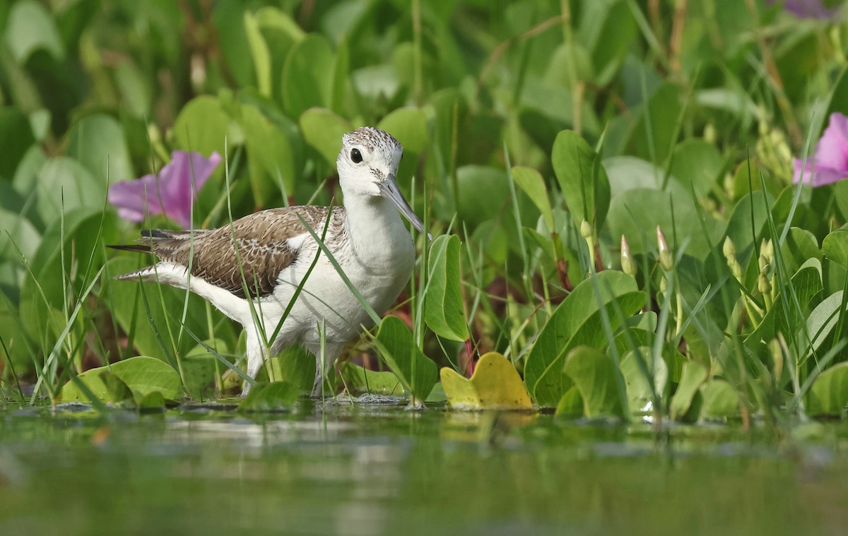 Common Greenshank - ML646674787