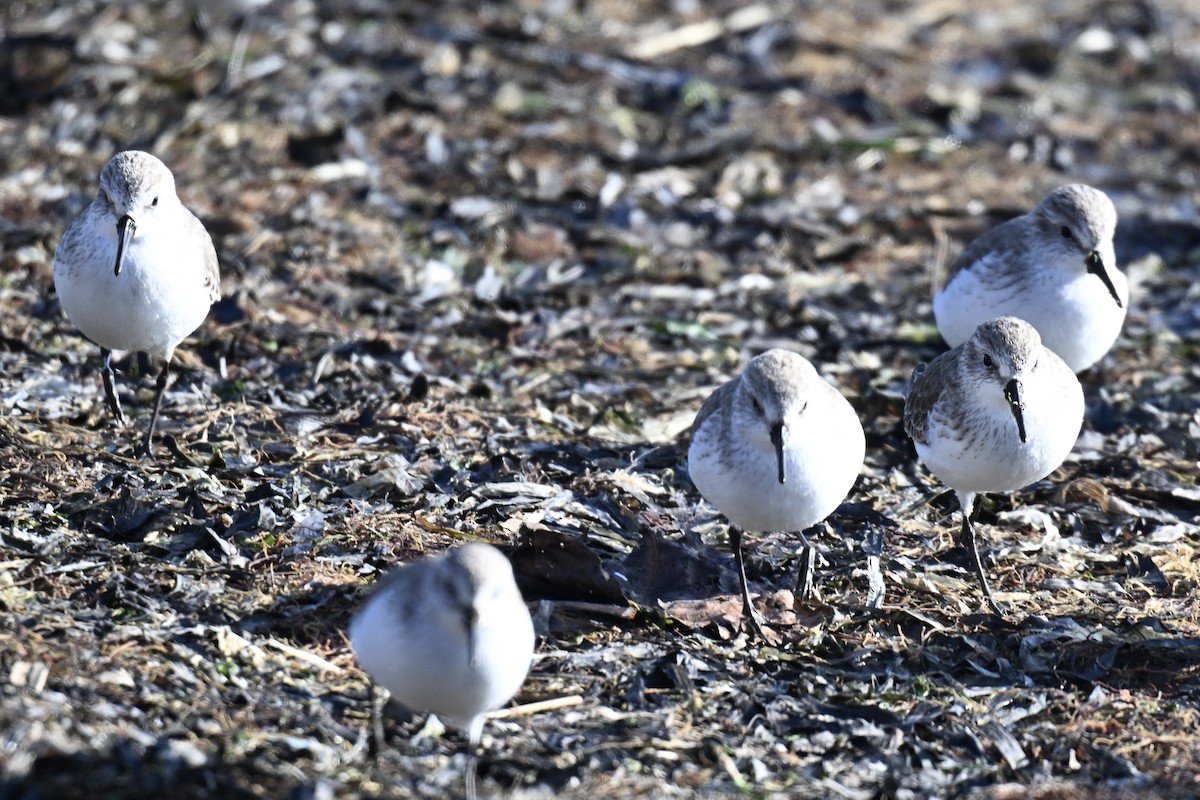 Western Sandpiper - ML646674788