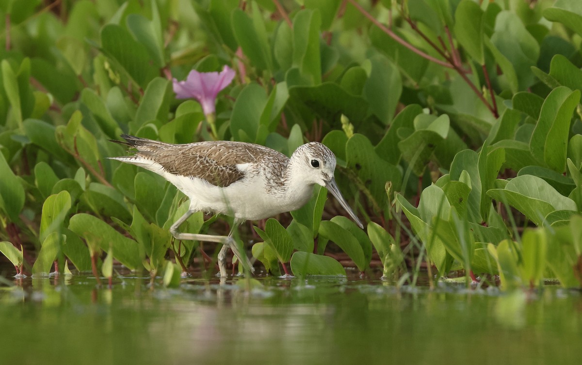 Common Greenshank - ML646674789