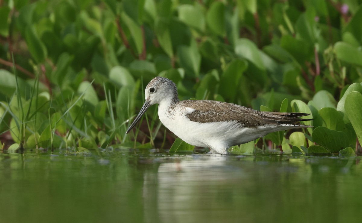 Common Greenshank - ML646674790