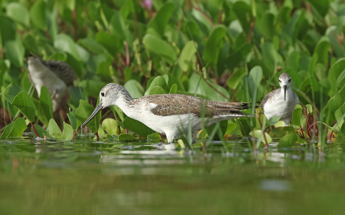 Common Greenshank - ML646674791
