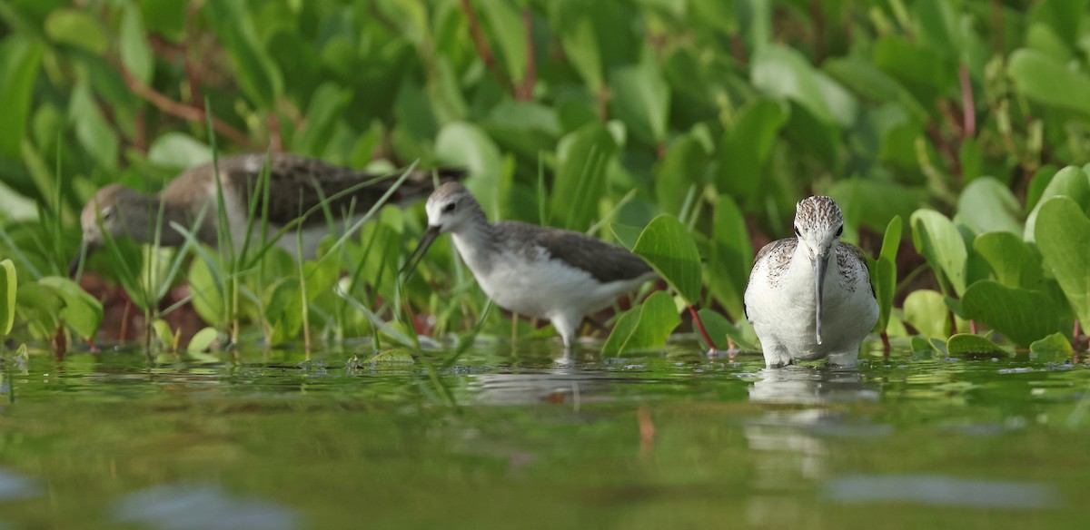 Common Greenshank - ML646674792