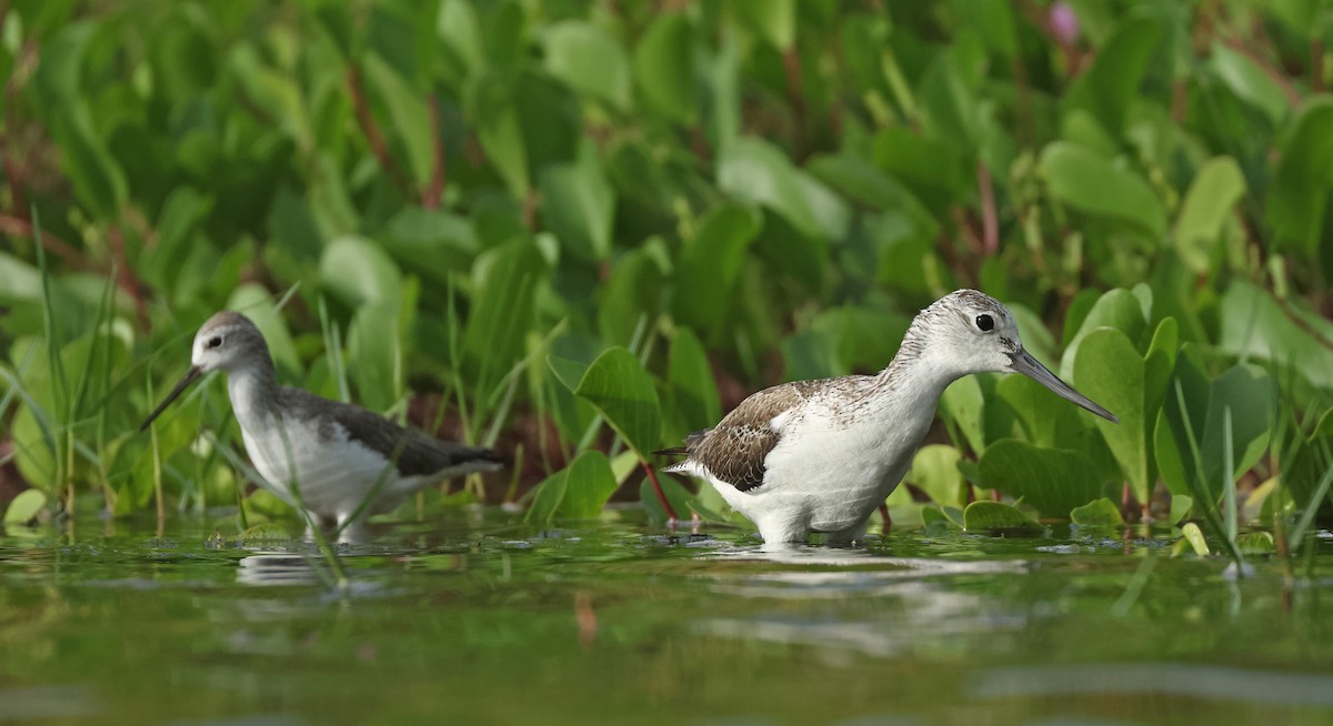 Common Greenshank - ML646674793