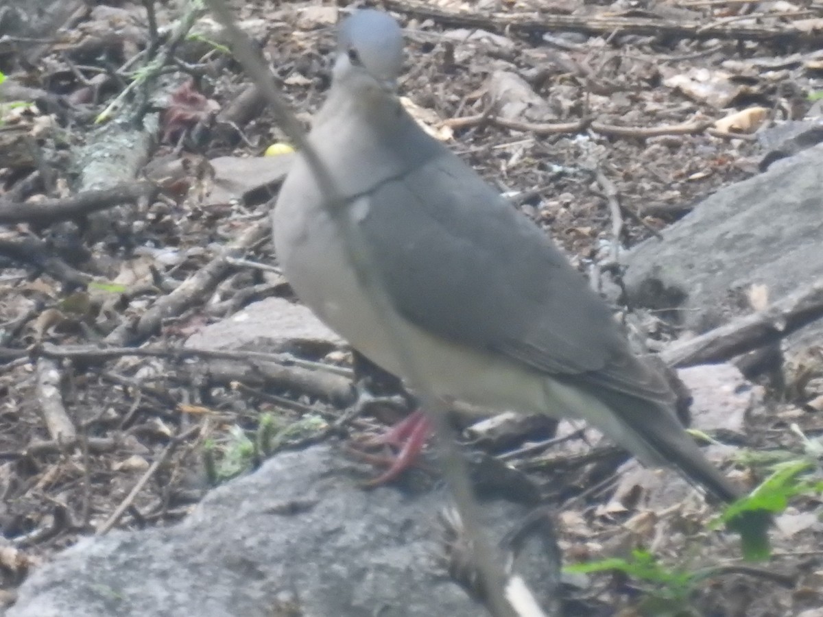 White-tipped Dove - ML646674794