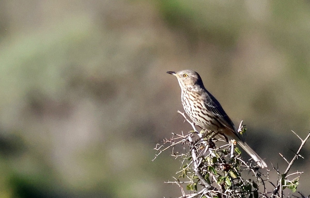 Sage Thrasher - ML646674795