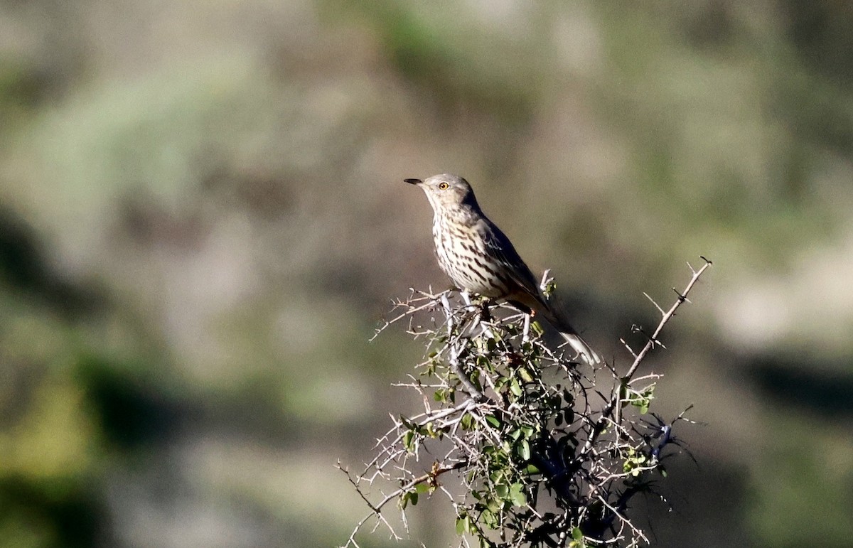 Sage Thrasher - ML646674796