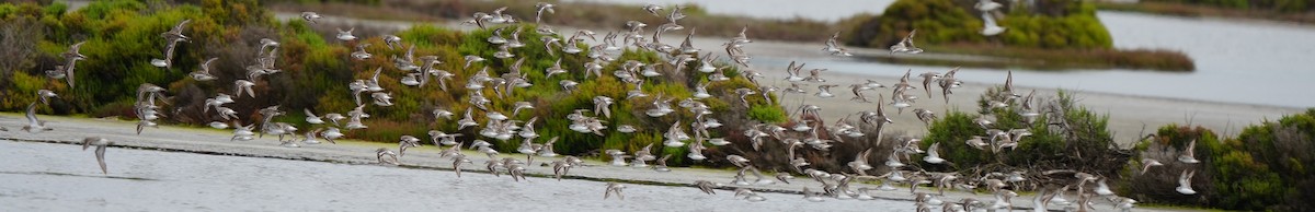 Red-necked Stint - ML646674797