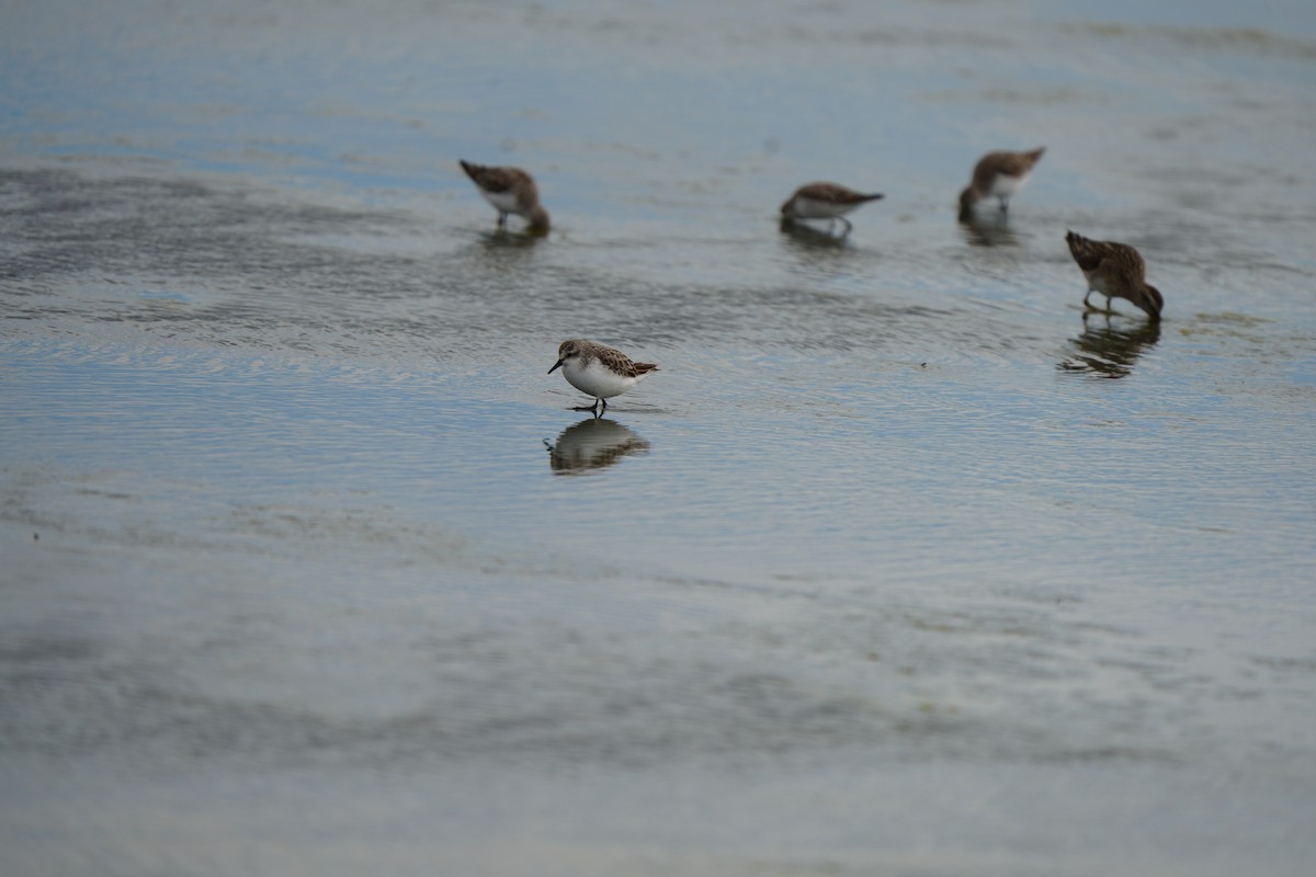 Red-necked Stint - ML646674798