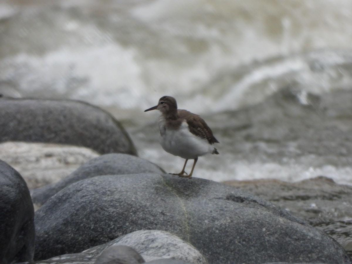 Spotted Sandpiper - ML646674800