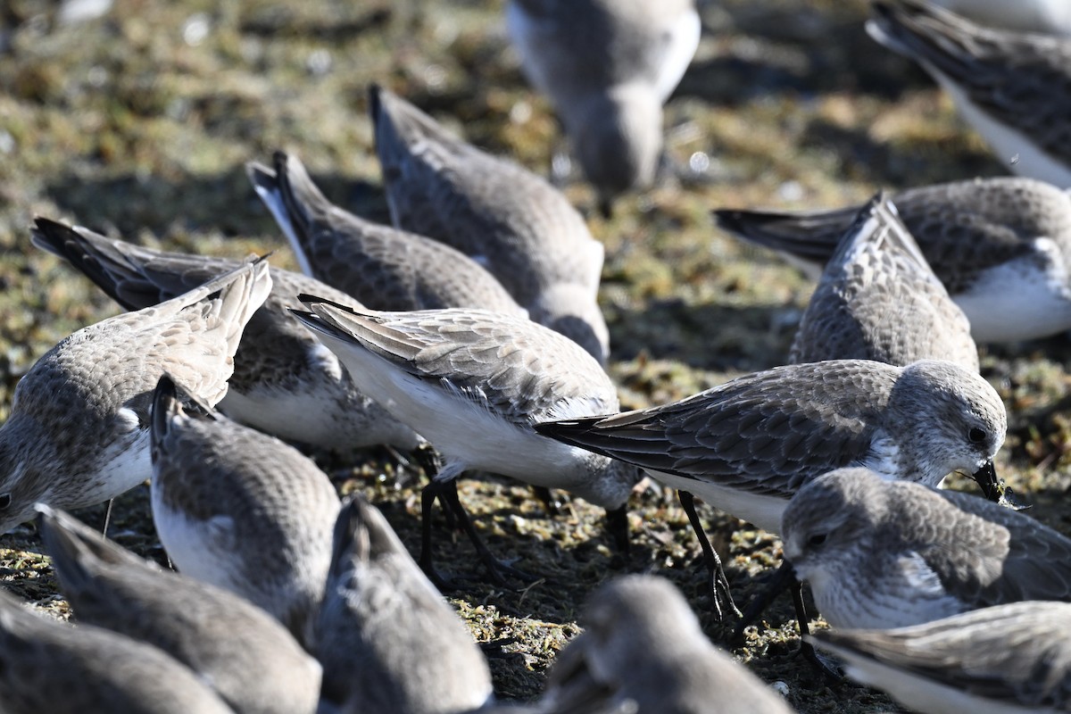 Western Sandpiper - ML646674801