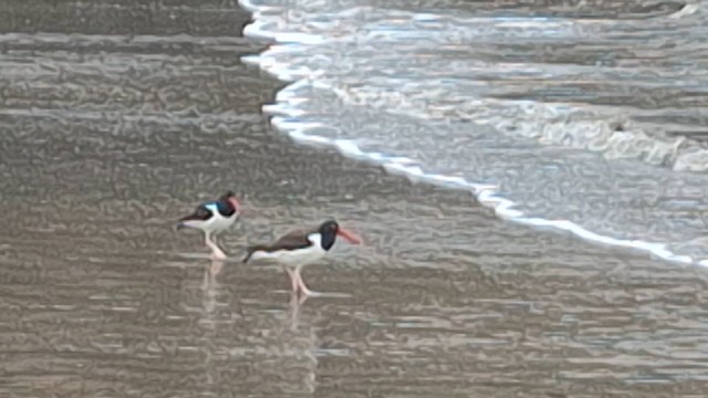 Itsas mika amerikarra - ML646674802