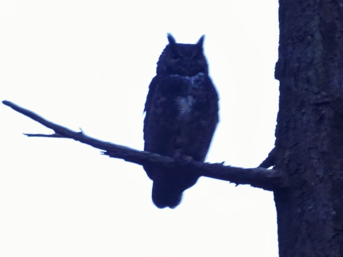 Great Horned Owl - ML646674804