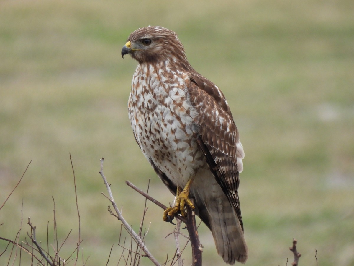 Red-shouldered Hawk - ML646674805