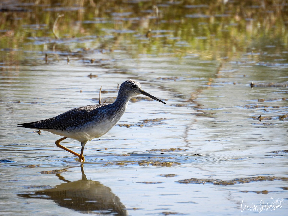 Lesser/Greater Yellowlegs - ML646674806