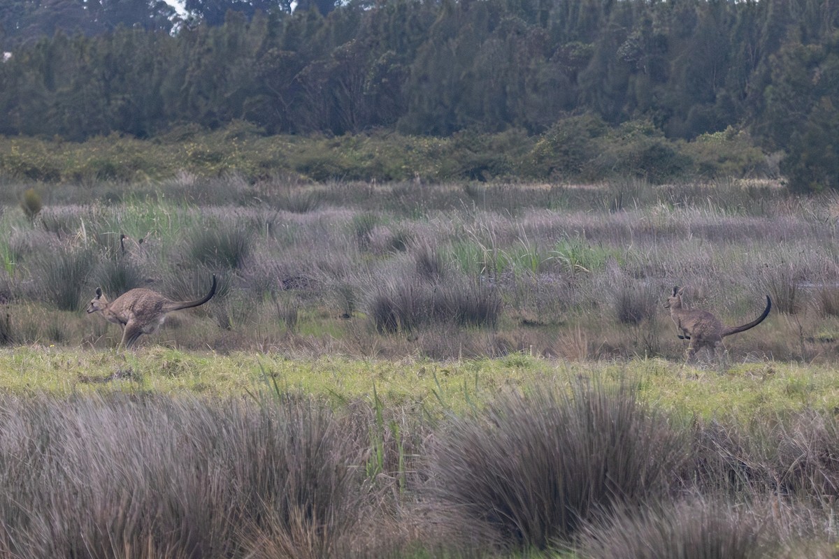 Animals - ML646674807