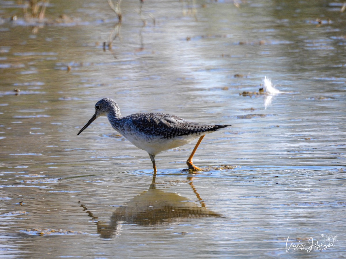 Lesser/Greater Yellowlegs - ML646674808
