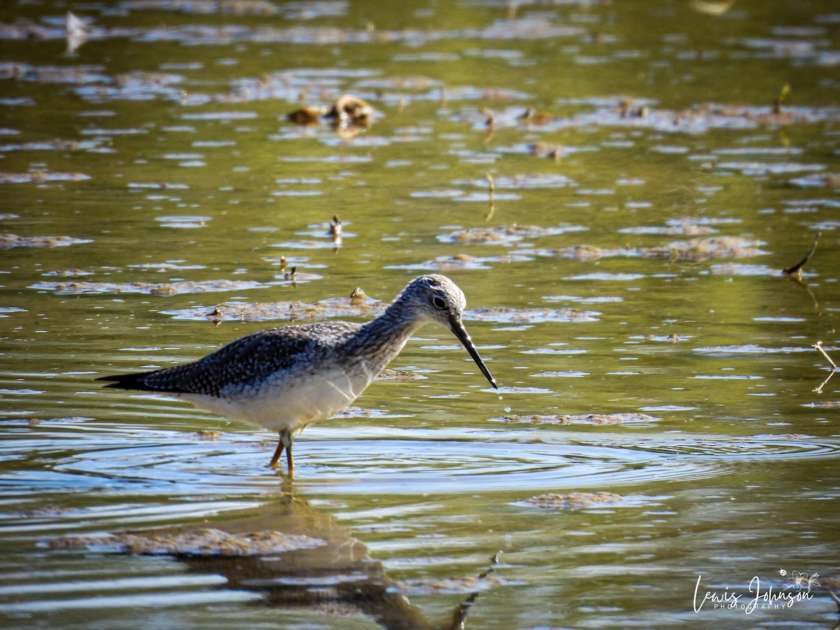 Lesser/Greater Yellowlegs - ML646674809