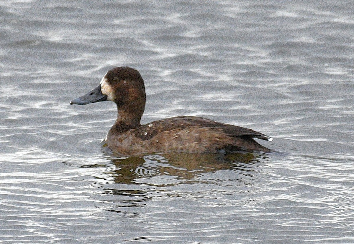 Lesser Scaup - ML646674810