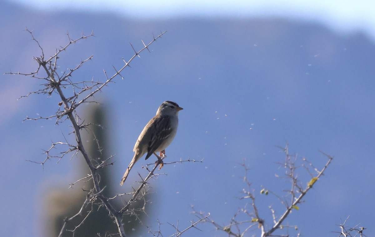 White-crowned Sparrow - ML646674814