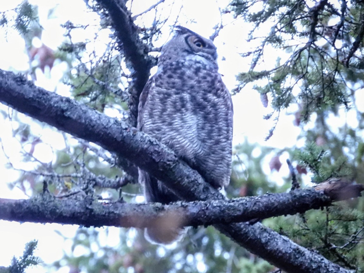 Great Horned Owl - ML646674815