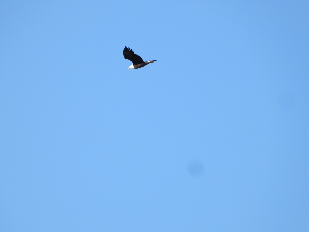 Bald Eagle - ML646674816