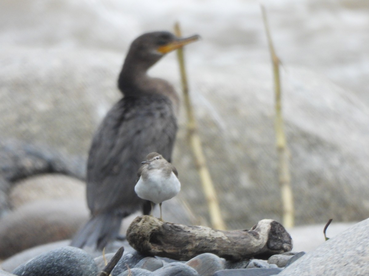 Neotropic Cormorant - ML646674817