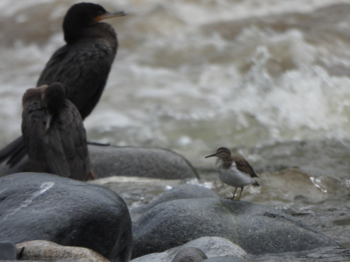 Neotropic Cormorant - ML646674818