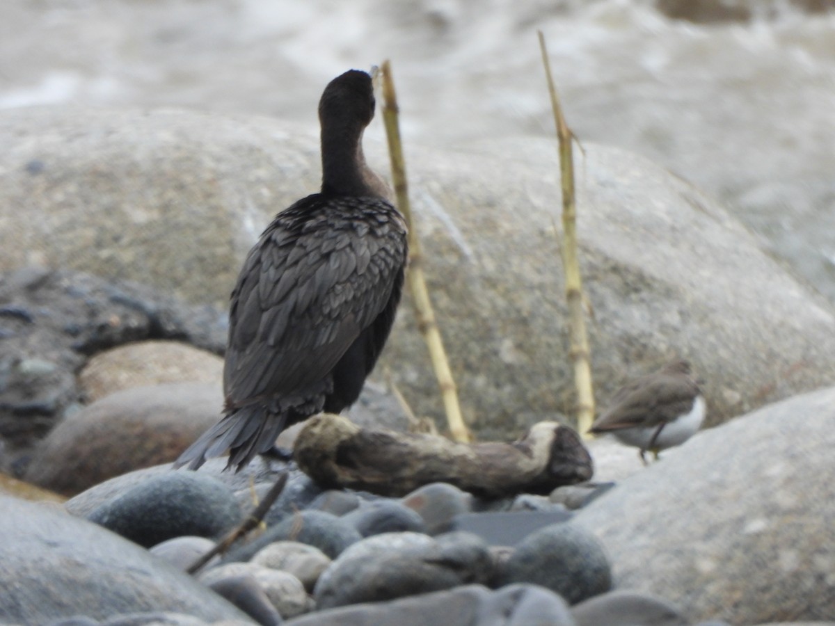 Neotropic Cormorant - ML646674819