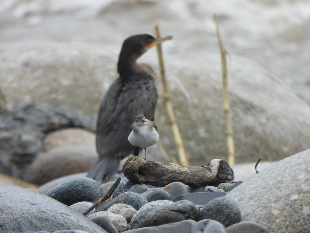 Neotropic Cormorant - ML646674820