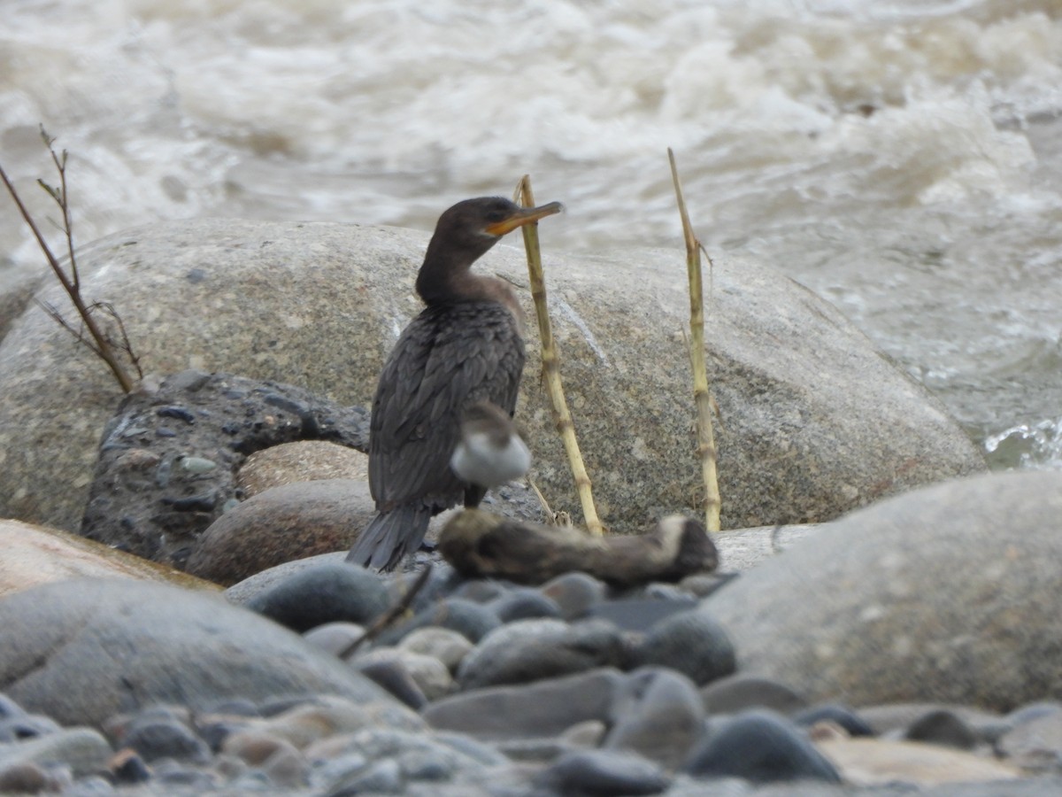 Neotropic Cormorant - ML646674821