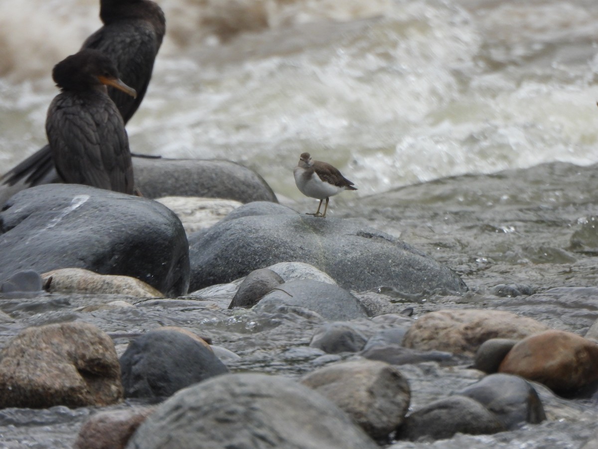 Neotropic Cormorant - ML646674822