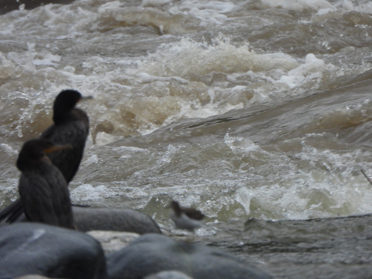 Neotropic Cormorant - ML646674823