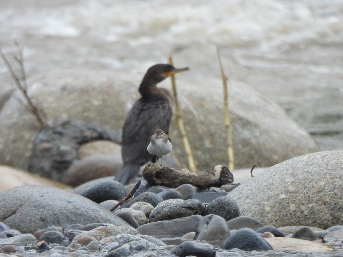 Neotropic Cormorant - ML646674824