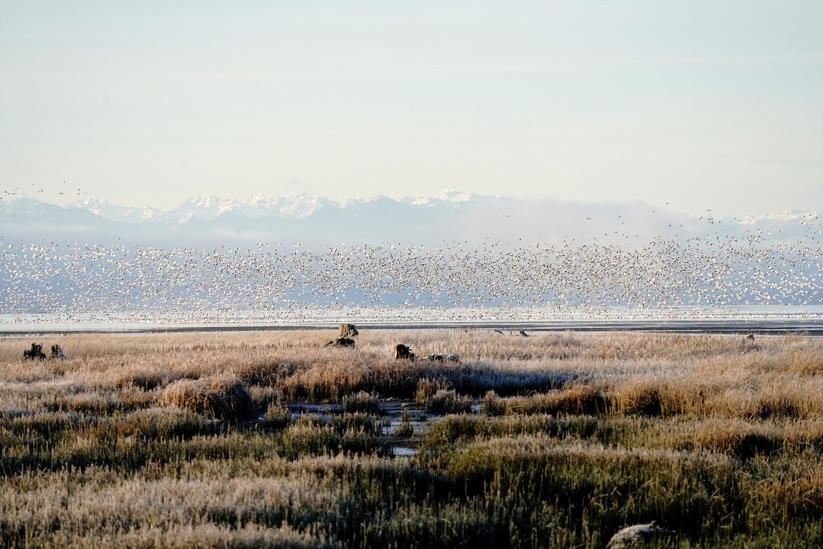 Snow Goose - ML646674829