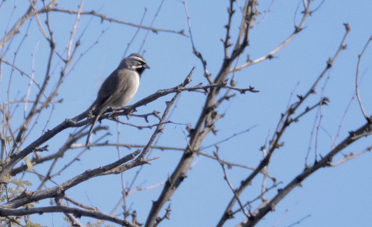 Black-throated Sparrow - ML646674830