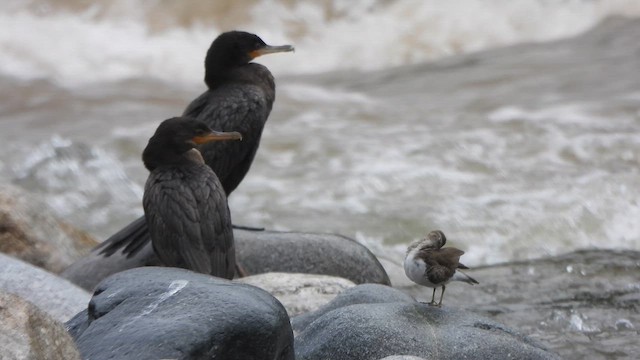 Неотропический баклан - ML646674831