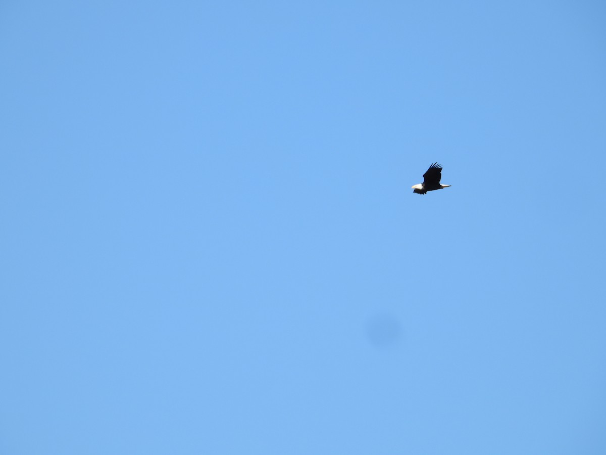 Bald Eagle - ML646674832