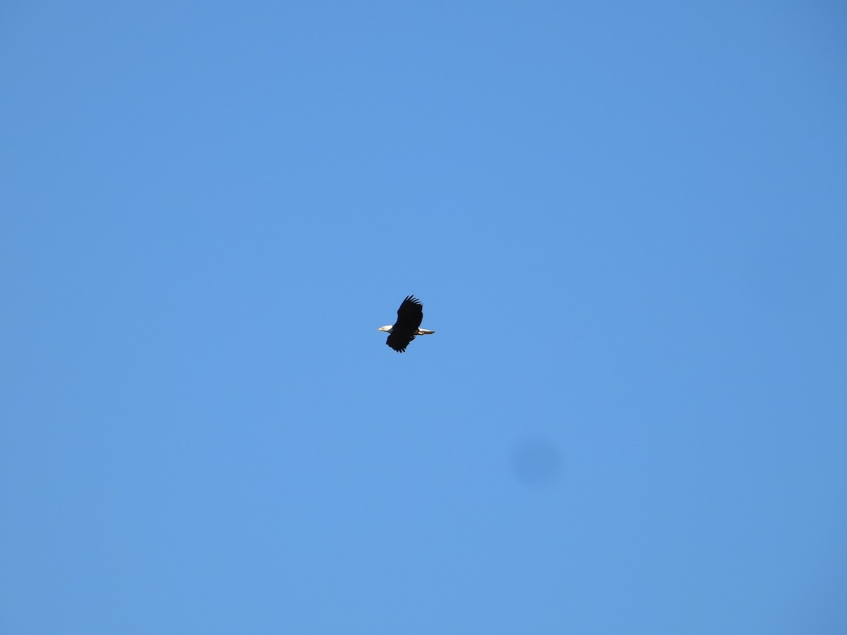 Bald Eagle - ML646674835