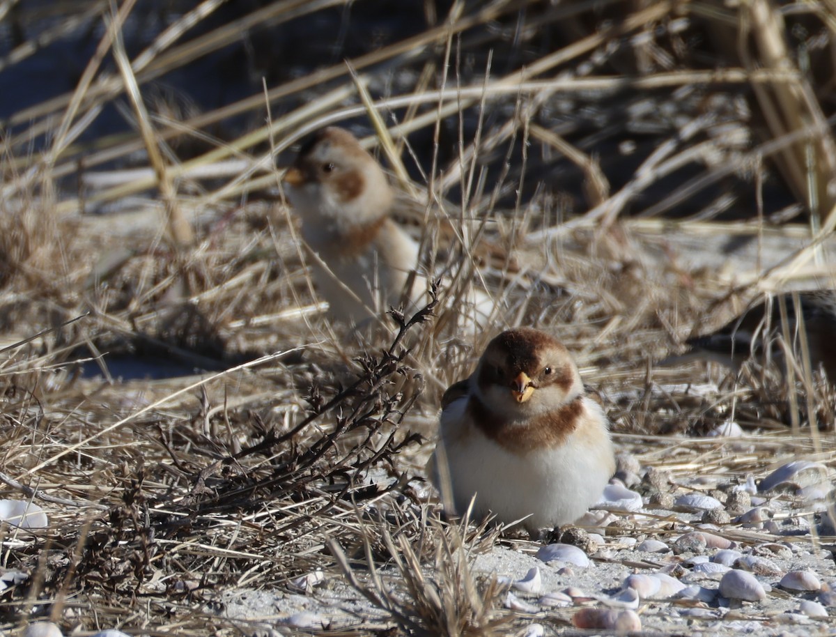 ユキホオジロ - ML646674838