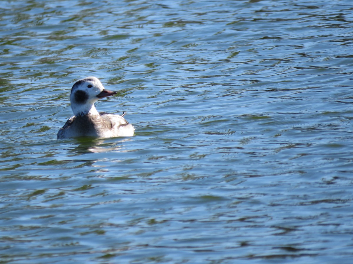 Мөнгөлөг шунгаахай - ML646674840